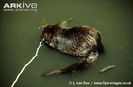 Juvenile-American-beaver-with-adult-in-the-water