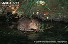 Juvenile-Eurasian-beaver-feeding