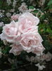 trandafir alb catarator