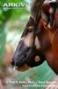 Adult-male-eastern-bongo-portrait