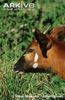 Young-eastern-bongo-portrait