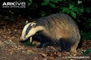 Adult-badger-foraging-at-night