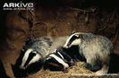 Badger-cubs-in-undergroud-sett