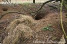 Badger-sett-entrance-with-discarded-bedding