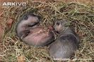 New-born-badgers-in-nest