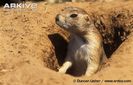 Black-tailed-prairie-dog-adult-alert-at-burrow-entrance