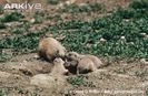 Black-tailed-prairie-dog-adult-with-young-at-burrow