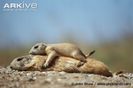 Black-tailed-prairie-dog-with-young-resting-on-top