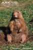 Female-black-tailed-prairie-dog-