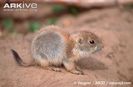 Young-black-tailed-prairie-dog-