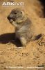 Young-black-tailed-prairie-dog-feeding