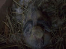Picture 031