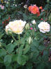 IMGP4558
