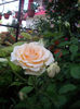 IMGP4559