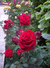 IMGP4561
