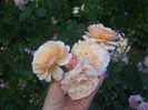 Parfum dOrleans