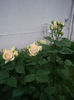 IMGP4578