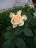 IMGP4579