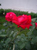 IMGP4584
