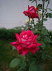 IMGP4592