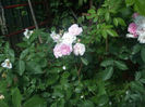 DSCF1536