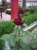 IMGP4597