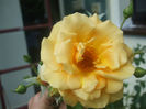 Goldener Olymp