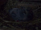 Picture 035