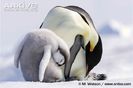 Adult-and-chick-emperor-penguins-sleeping