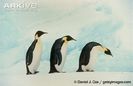 Emperor-penguins