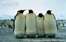 Emperor-penguins-keeping-chicks-warm