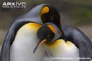 King-penguins-allopreening