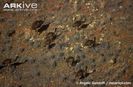 Aerial-shot-of-a-group-of-emus