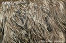 Close-up-of-the-feathers-of-an-emu