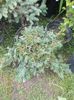 juniperus wiltonii  28