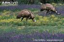 Emus-grazing