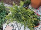 juniperus oldgold 40