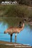 Emus-standing-at-the-waters-edge