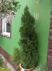 thuja smaragd mare 60