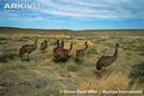 Group-of-emus