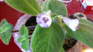 Fimbriata Blue Heaven
