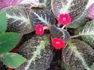 Guacam. (1)