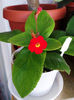 Viridifolia (4)