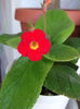 Viridifolia