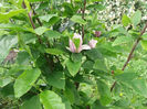 mica magnolie a înflorit
