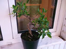 bonsai crescut de mine