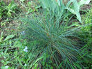 festuca glauca