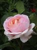 Abraham Darby (David Austin)