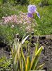 Iris pallida aureo variegata