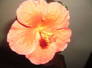 Viky Orange